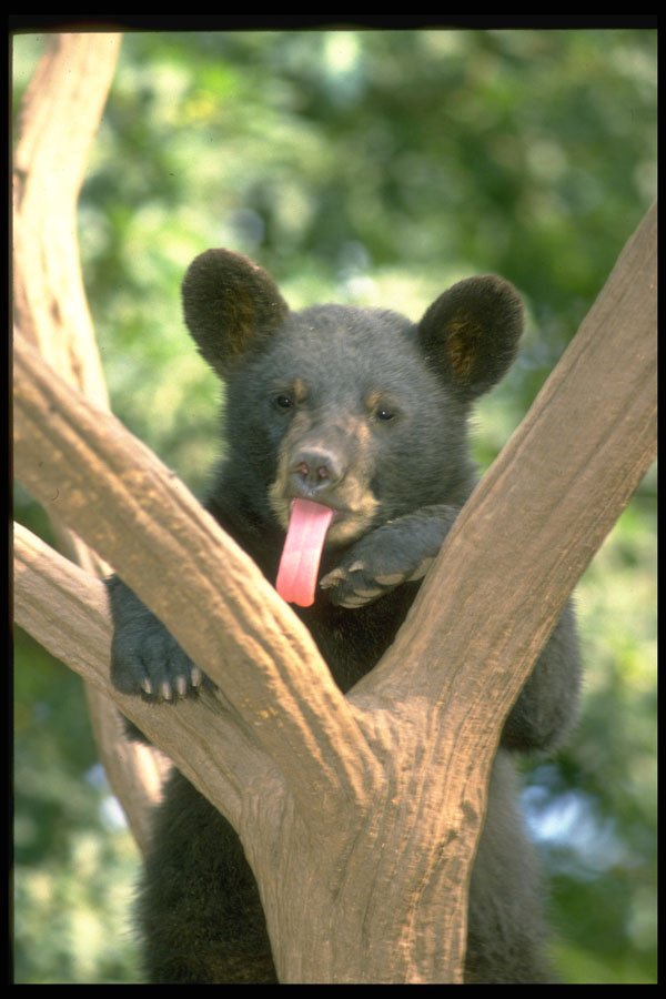 471007 Black Bear Cub A4 Photo Print