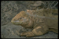 471008 Iguana, Galapagos Islands A4 Photo Print