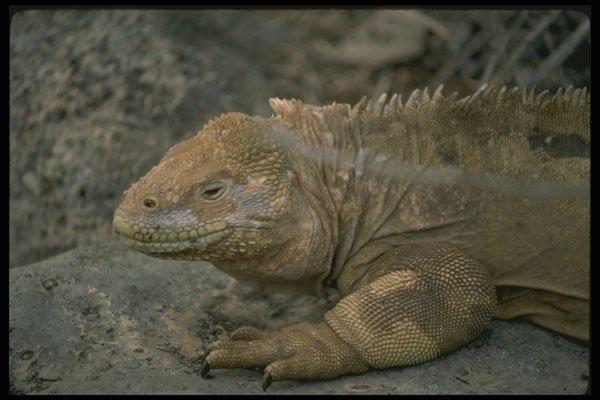 471008 Iguana, Galapagos Islands A4 Photo Print