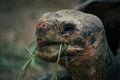 471009 Galapagos Turtle, Galapagos Islands A4 Photo Print