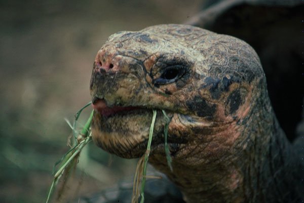 471009 Galapagos Turtle, Galapagos Islands A4 Photo Print