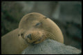 471010 Baby Sea Lion, Galapagos Islands A4 Photo Print