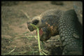 471011 Galapagos Turtle, Galapagos Islands A4 Photo Print