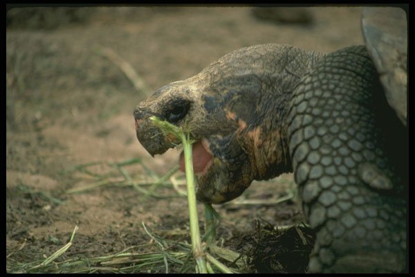 471011 Galapagos Turtle, Galapagos Islands A4 Photo Print
