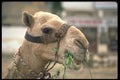 471012 Lunch Time In The Sahara A4 Photo Print