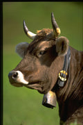 471013 Typical Cow A4 Photo Print