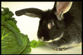 471014 Silver Fox Rabbit A4 Photo Print