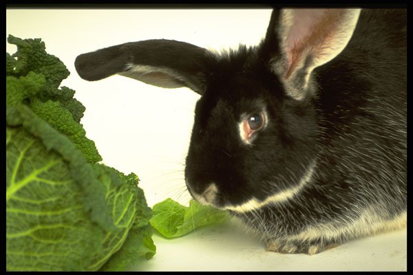 471014 Silver Fox Rabbit A4 Photo Print