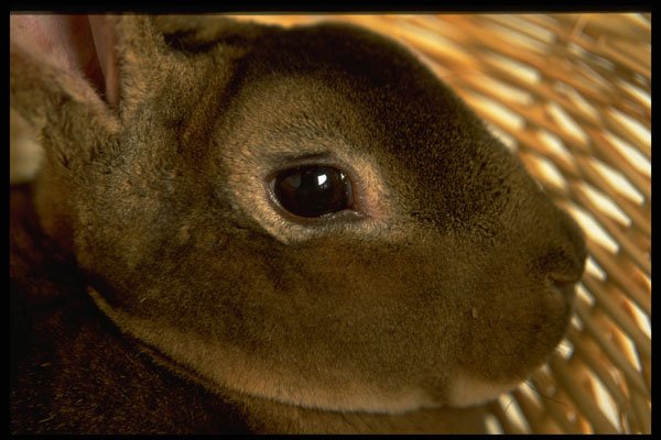471015 Apricot Rex Rabbit A4 Photo Print