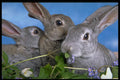 471016 Apricot And Blue Rex Rabbit A4 Photo Print