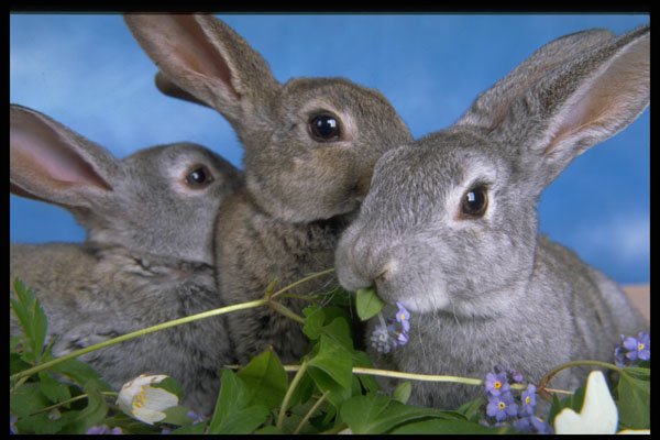 471016 Apricot And Blue Rex Rabbit A4 Photo Print