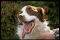 471017 Mongrel Dog A4 Photo Print