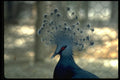 471018 Flightless Pigeon, Papua New Guinea A4 Photo Print