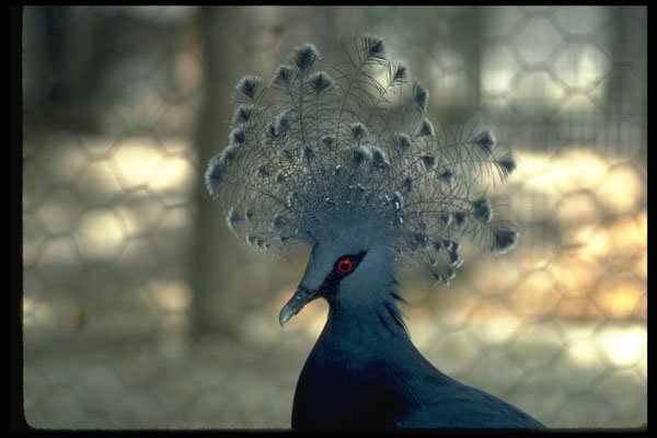 471018 Flightless Pigeon, Papua New Guinea A4 Photo Print