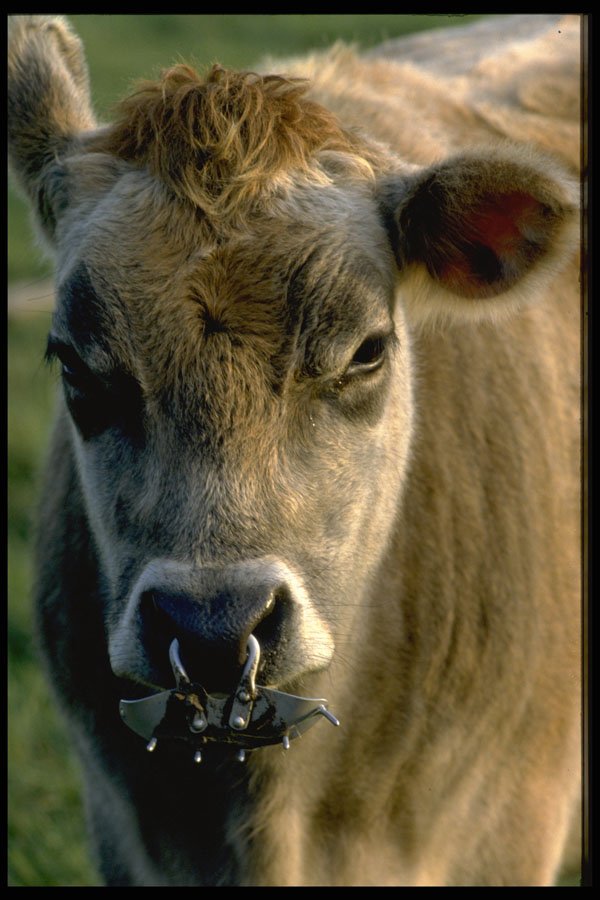471019 Jersey Bullock A4 Photo Print
