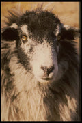 471020 Sheep A4 Photo Print