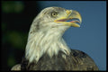 471021 Bald Eagle A4 Photo Print
