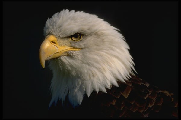 471022 Bateleur Eagle A4 Photo Print