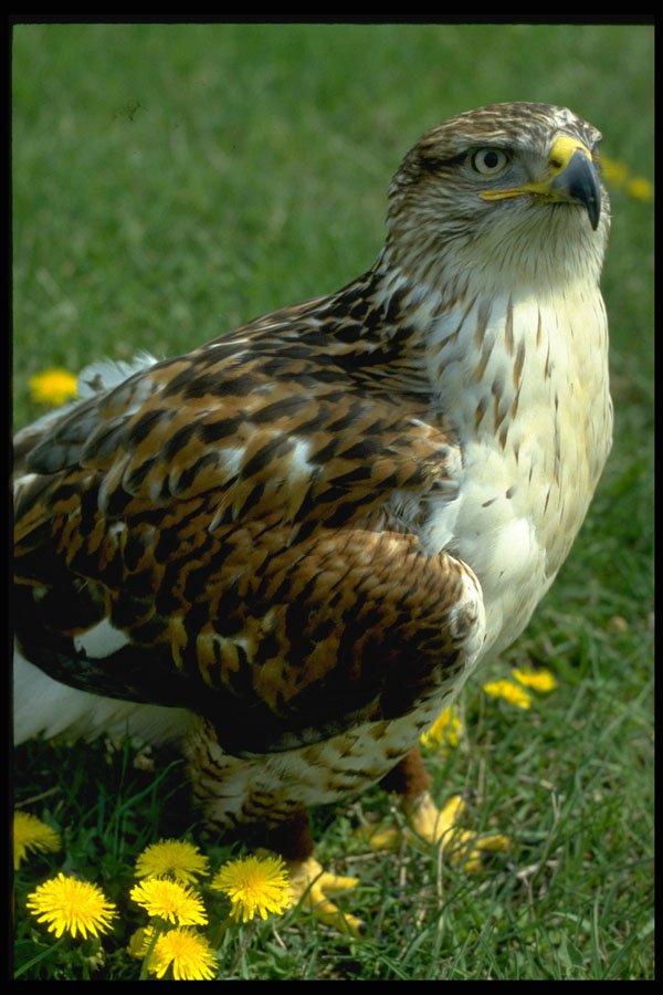 471023 Feruginous Hawk A4 Photo Print