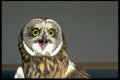 471024 Short eared Owl A4 Photo Print
