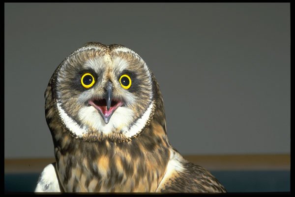 471024 Short eared Owl A4 Photo Print