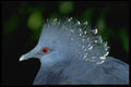 471025 Crowned Pigeon A4 Photo Print