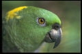 471026 Yellow naped Parrot A4 Photo Print