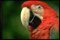 471027 Green winged Macaw A4 Photo Print