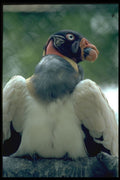 471028 King Vulture A4 Photo Print
