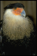471029 Audubon's Caracara A4 Photo Print