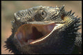 471030 Bearded Dragon, Australia A4 Photo Print