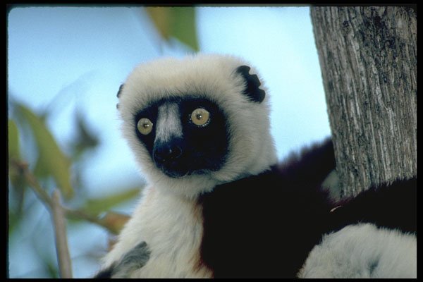 471031 Lemur A4 Photo Print