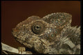 471032 Chameleon Waiting For Prey A4 Photo Print