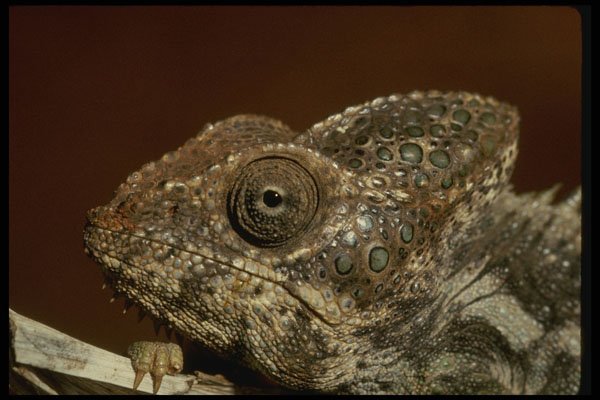 471032 Chameleon Waiting For Prey A4 Photo Print