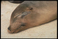 471033 Galapagos Sea Lion A4 Photo Print
