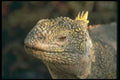471034 Land Iguana A4 Photo Print