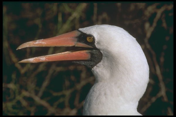 471035 Masked Booby A4 Photo Print