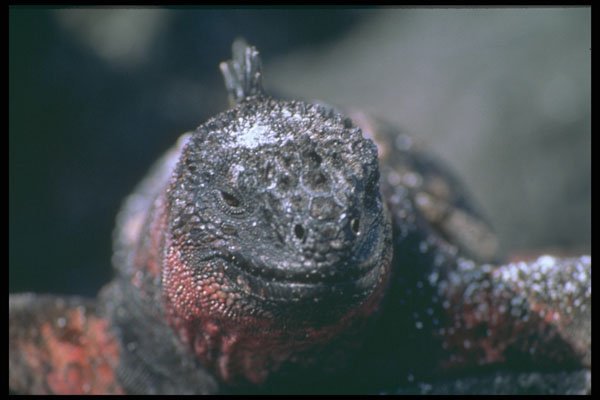 471036 Marine Iguana A4 Photo Print