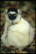 471037 Lemur A4 Photo Print