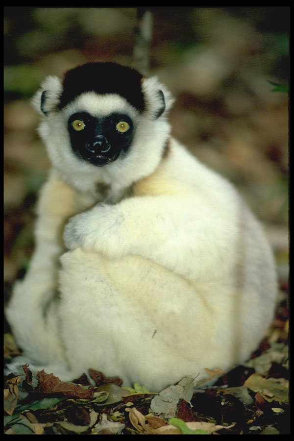 471037 Lemur A4 Photo Print