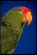 471038 Green Cheeked Amazon Parrot A4 Photo Print