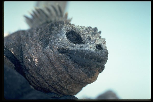 471039 Marine Iguana A4 Photo Print