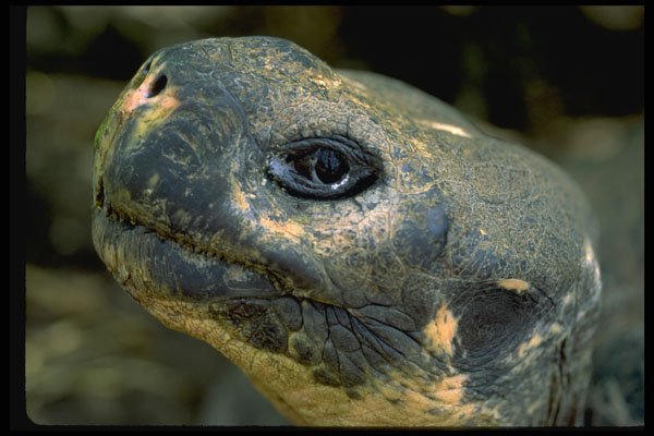471040 Galapagos Tortoise A4 Photo Print