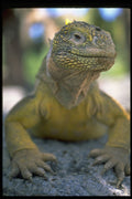 471041 Galapagos Land Iguana A4 Photo Print