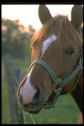 471042 Horse A4 Photo Print