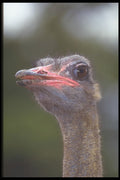 471043 Ostrich A4 Photo Print