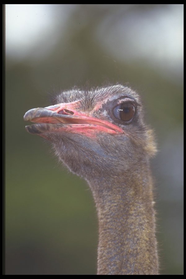 471043 Ostrich A4 Photo Print