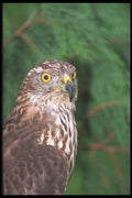 471044 Goshawk A4 Photo Print