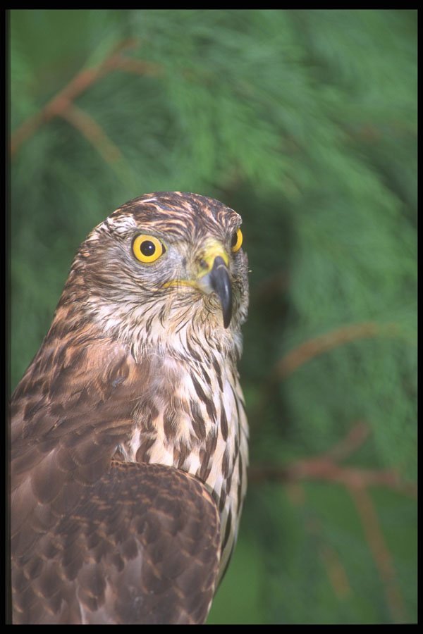 471044 Goshawk A4 Photo Print