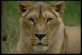471045 Lioness A4 Photo Print
